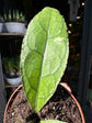 Close-up of Hoya clemensiorum dark leaf showing thick textured foliage with deep prominent veins.