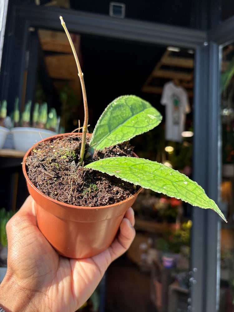 Hoya clemensiorum dark leaf rare hoya plant displayed at Urban Tropicana plant shop in Chiswick, London.
