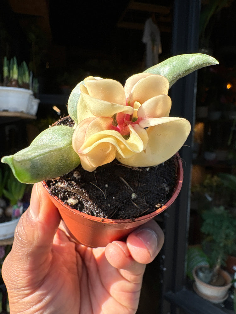 A Hoya Compacta Variegata plant in front of Urban Tropicana’s Plant Shop in Chiswick London