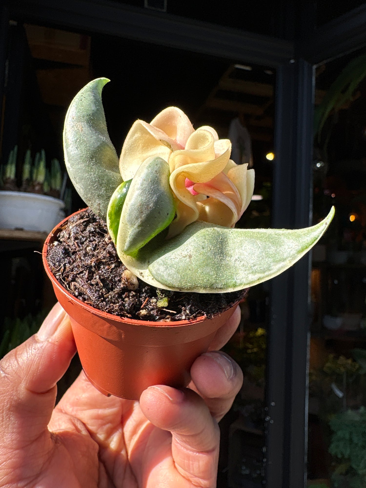 A Hoya Compacta Variegata plant in front of Urban Tropicana’s Plant Shop in Chiswick London