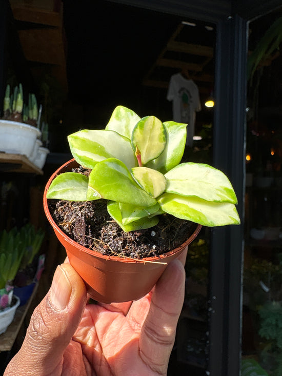 Rare Hoya heuschkeliana variegata with trailing stems and green leaves streaked with creamy white variegation, displayed in a nursery pot at Urban Tropicana plant shop, Chiswick, London
