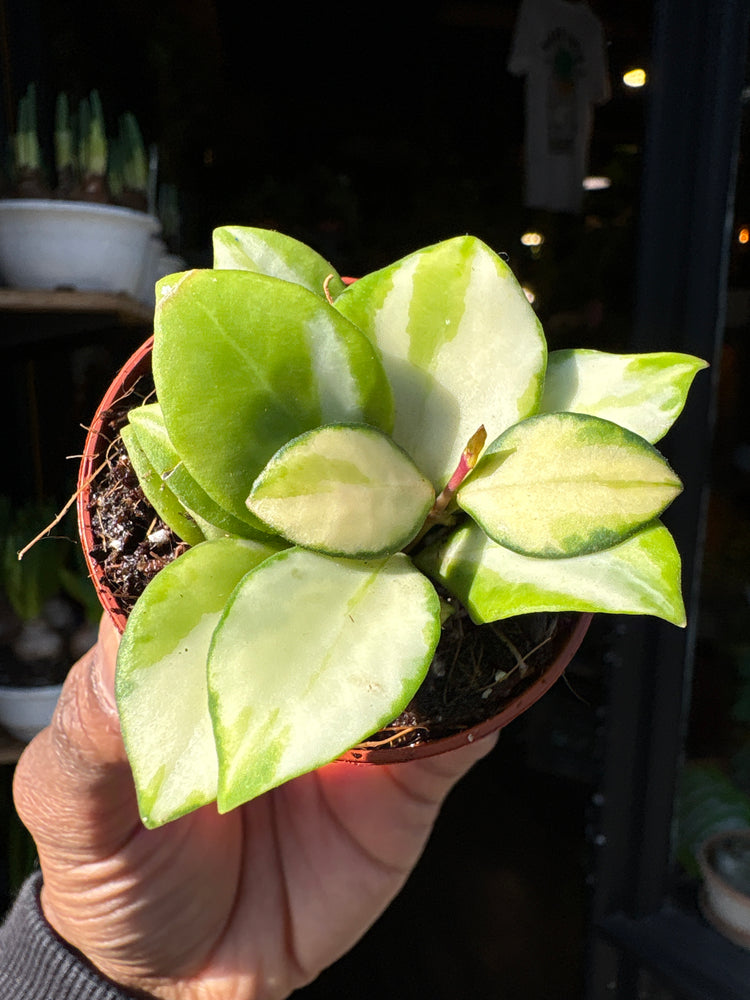 Close-up of a variegated Hoya heuschkeliana leaf showing glossy green foliage with striking creamy white streaks, perfect for rare houseplant collectors