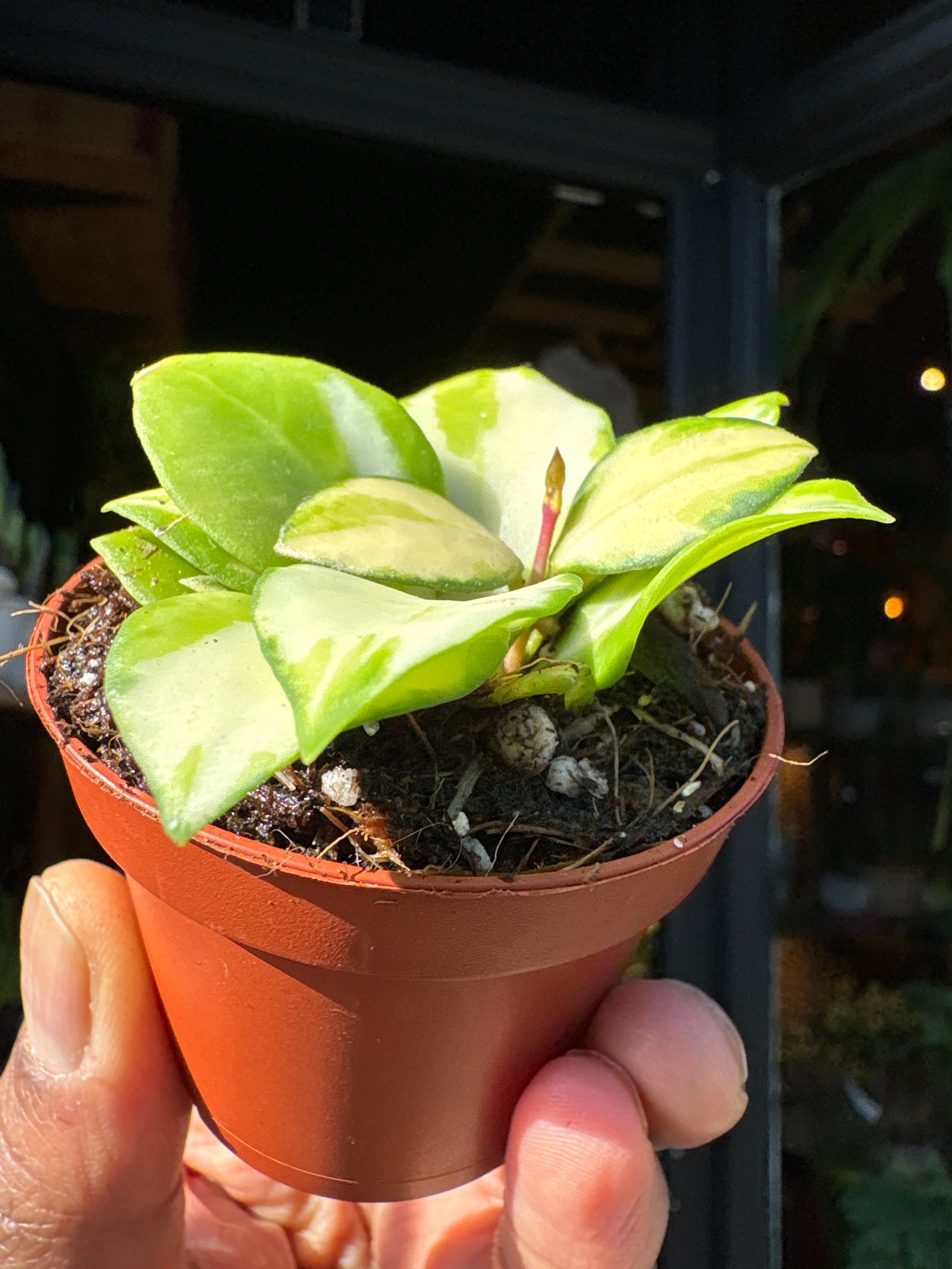 Multiple variegated leaves of Hoya heuschkeliana variegata in a nursery pot, showcased at Urban Tropicana, ideal for urban jungle plant enthusiasts