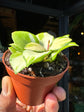 Multiple variegated leaves of Hoya heuschkeliana variegata in a nursery pot, showcased at Urban Tropicana, ideal for urban jungle plant enthusiasts