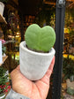 A Hoya Kerri Sweetheart Plant is a distinctive heart-shaped succulent in-front of a yellow background