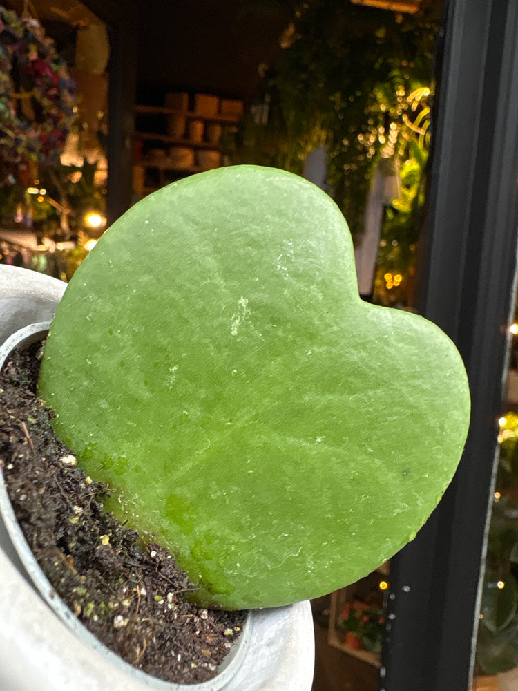 A Hoya Kerri Sweetheart Plant is a distinctive heart-shaped succulent in-front of a yellow background