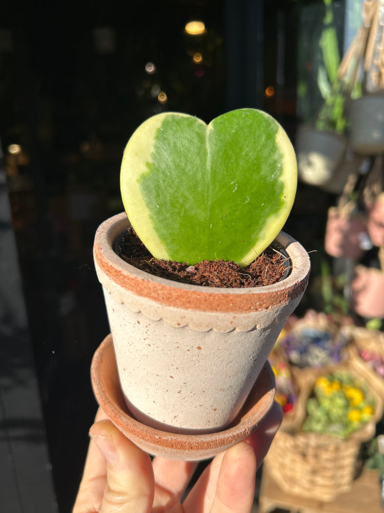 A Hoya Kerri variegated plant in front of Urban Tropicana&