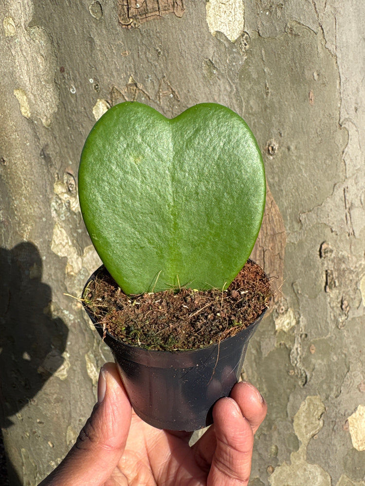 A Hoya Kerrii or sweetheart plant in front of Urban Tropicana&