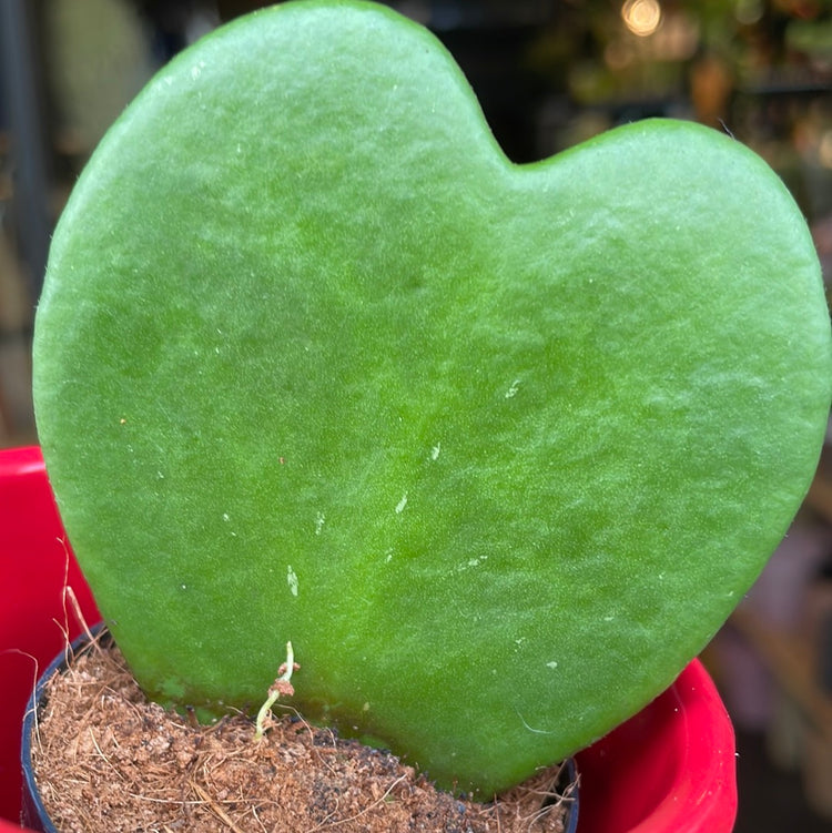 A Hoya Kerrii in a ceramic pot also known as a Sweetheart Plant in front of Urban Tropicana&