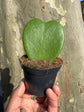 A Hoya Kerrii plant in front of Urban Tropicana&