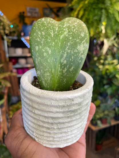 A Hoya Kerrii Splash plant in front of Urban Tropicana&