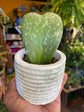 A Hoya Kerrii Splash plant in front of Urban Tropicana&