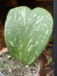 A Hoya Kerrii Splash plant in front of Urban Tropicana&