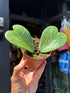 A Hoya Kerrii Splash, commonly known as Sweetheart Plant, plant in front of Urban Tropicana’s plant shop in Chiswick, London