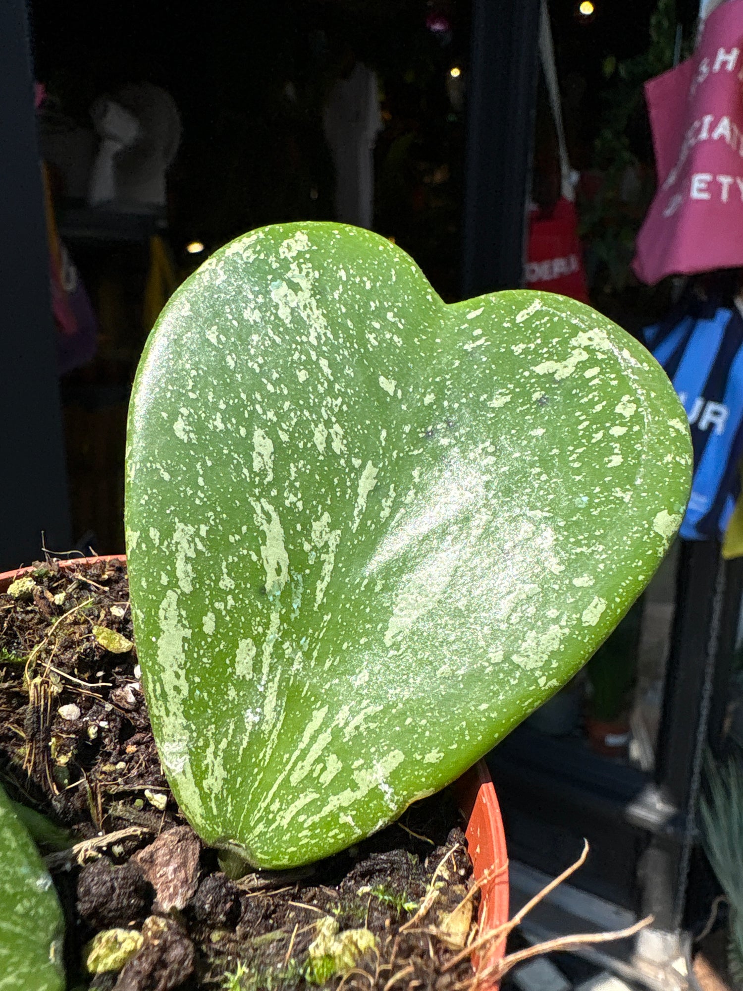 A Hoya Kerrii Splash, commonly known as Sweetheart Plant, plant in front of Urban Tropicana’s plant shop in Chiswick, London