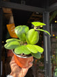Hoya kerrii also known as a Sweetheart Plant, a succulent with heart-shaped leaves, standing near the entrance of Urban Tropicana’s Plant Shop, Chiswick, London