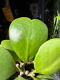 Hoya kerrii also known as a Sweetheart Plant, a succulent with heart-shaped leaves, standing near the entrance of Urban Tropicana’s Plant Shop, Chiswick, London
