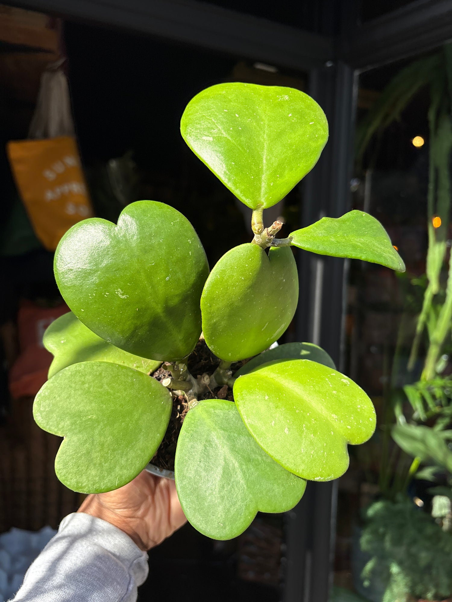 Hoya kerrii also known as a Sweetheart Plant, a succulent with heart-shaped leaves, standing near the entrance of Urban Tropicana’s Plant Shop, Chiswick, London