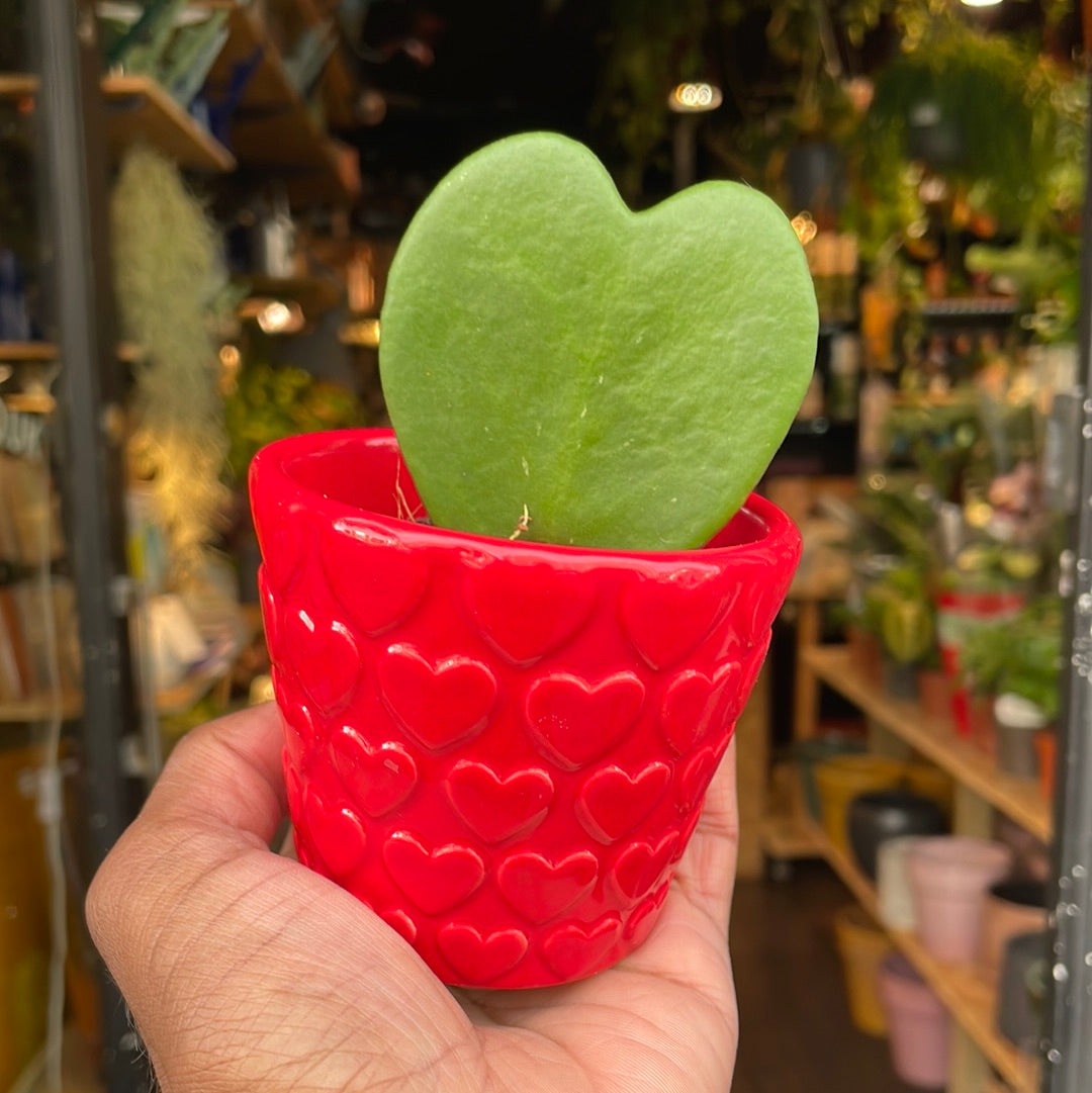 A Hoya Kerrii in a ceramic pot also known as a Sweetheart Plant in front of Urban Tropicana&