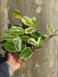 A Hoya Krimson Queen plant in front of Urban Tropicana&