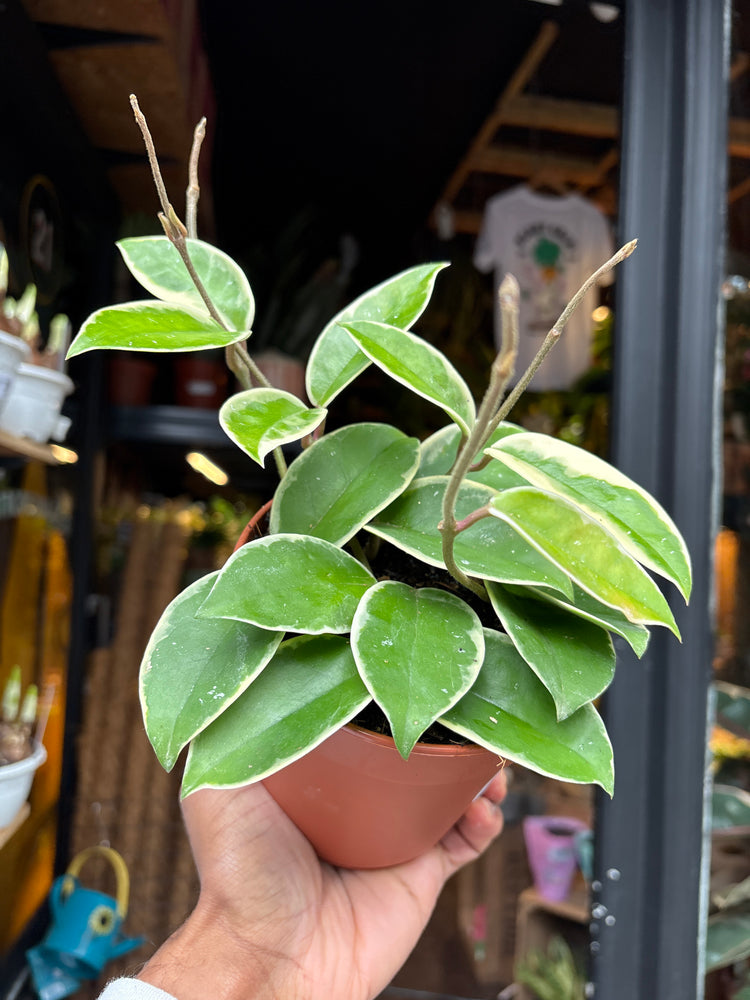 A Hoya Krimson Queen plant in front of Urban Tropicana’s Plant Shop in Chiswick London