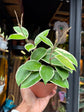 A Hoya Krimson Queen plant in front of Urban Tropicana’s Plant Shop in Chiswick London