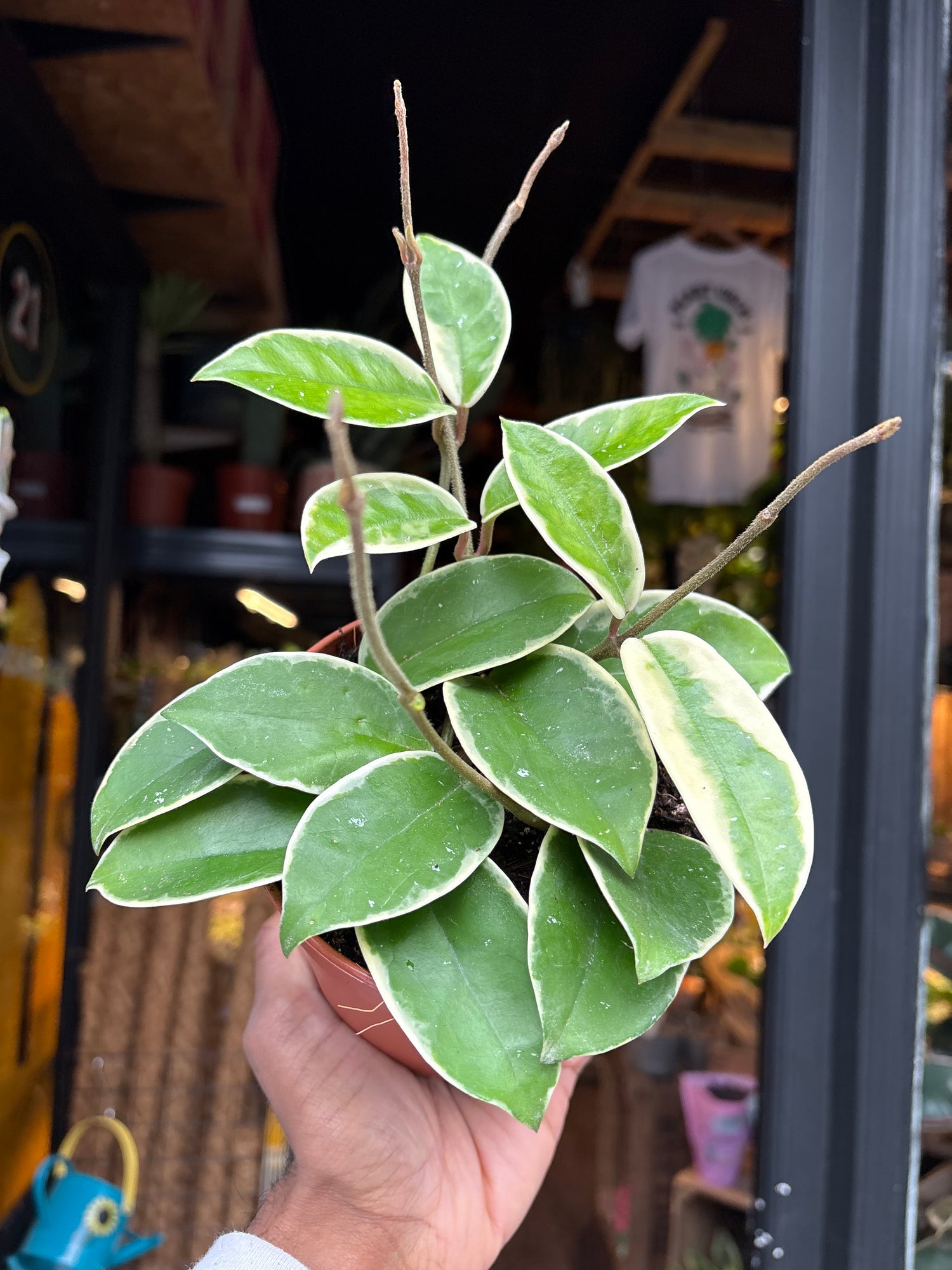 A Hoya Krimson Queen plant in front of Urban Tropicana’s Plant Shop in Chiswick London
