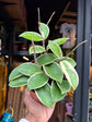 A Hoya Krimson Queen plant in front of Urban Tropicana’s Plant Shop in Chiswick London