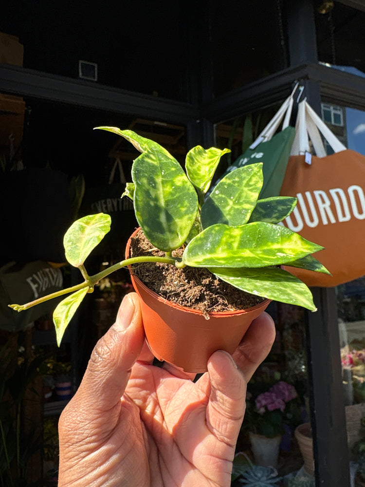 Hoya lacunosa ‘Amarillo’ with trailing vines and small, elongated green leaves, displayed in a nursery pot at Urban Tropicana plant shop, Chiswick, London