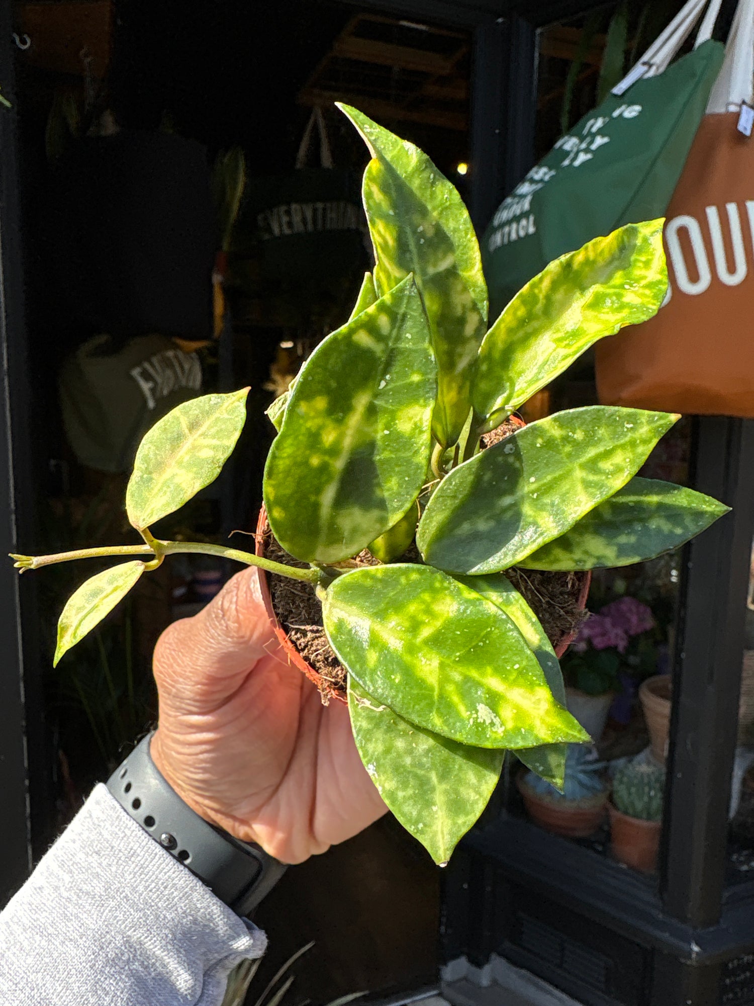 Hoya lacunosa ‘Amarillo’ with trailing vines and small, elongated green leaves, displayed in a nursery pot at Urban Tropicana plant shop, Chiswick, London