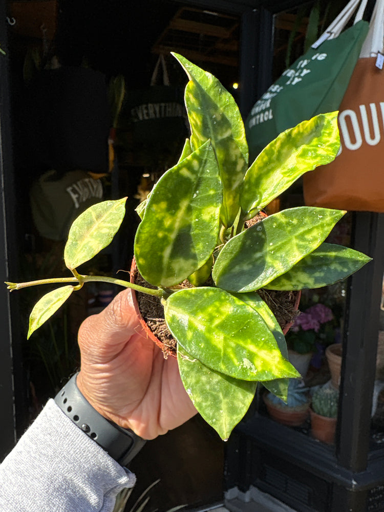Hoya lacunosa ‘Amarillo’ with trailing vines and small, elongated green leaves, displayed in a nursery pot at Urban Tropicana plant shop, Chiswick, London