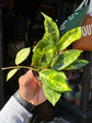 Hoya lacunosa ‘Amarillo’ with trailing vines and small, elongated green leaves, displayed in a nursery pot at Urban Tropicana plant shop, Chiswick, London