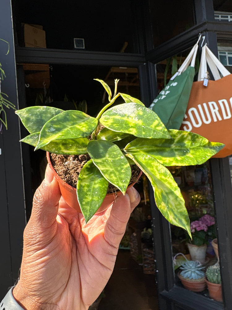 Hoya lacunosa ‘Amarillo’ with trailing vines and small, elongated green leaves, displayed in a nursery pot at Urban Tropicana plant shop, Chiswick, London