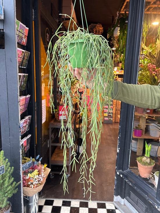 Hoya Linearis also known as a Wax Vine plant in front of Urban Tropicana’s plant shop in Chiswick London