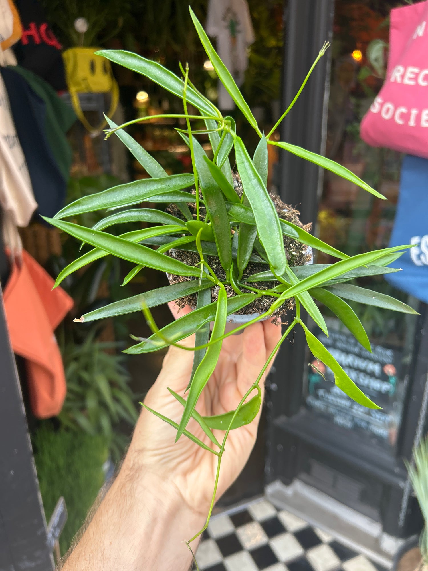 A Hoya Longifolia, also known as Long-Leaf Hoya or Long-Leaf Wax Plant, outside Urban Tropicana’s houseplant store in Chiswick, West London 