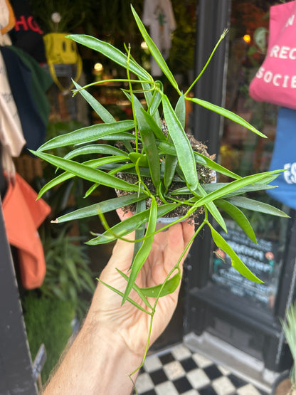 A Hoya Longifolia, also known as Long-Leaf Hoya or Long-Leaf Wax Plant, outside Urban Tropicana’s houseplant store in Chiswick, West London 