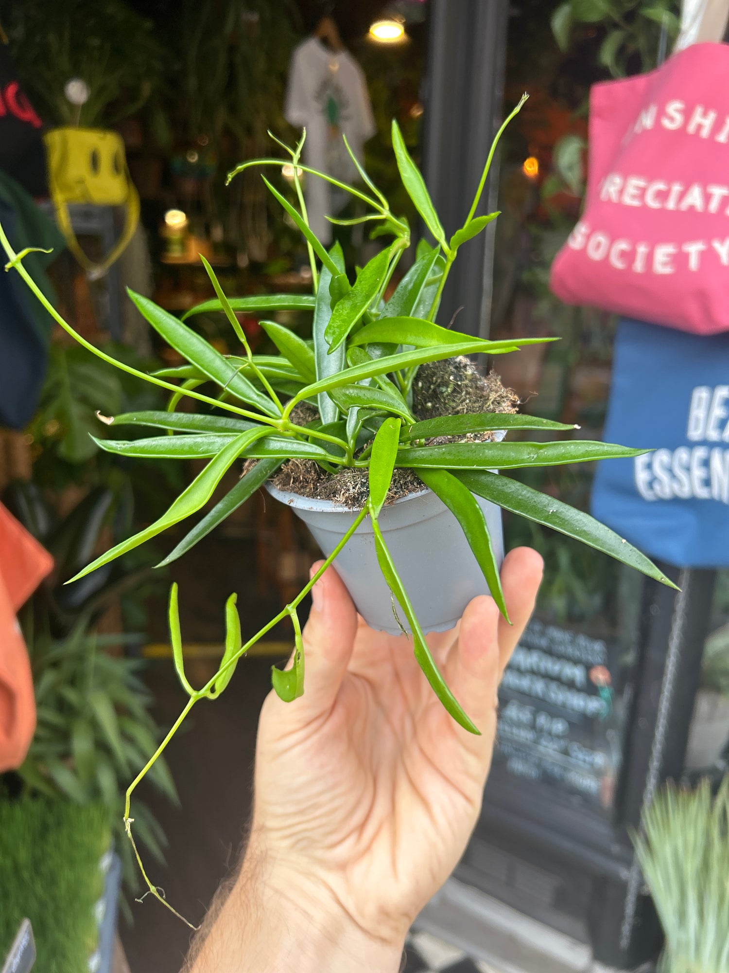 A Hoya Longifolia, also known as Long-Leaf Hoya or Long-Leaf Wax Plant, outside Urban Tropicana’s houseplant store in Chiswick, West London 