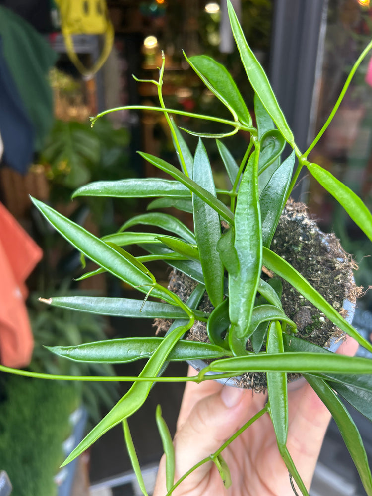 A Hoya Longifolia, also known as Long-Leaf Hoya or Long-Leaf Wax Plant, outside Urban Tropicana’s houseplant store in Chiswick, West London 