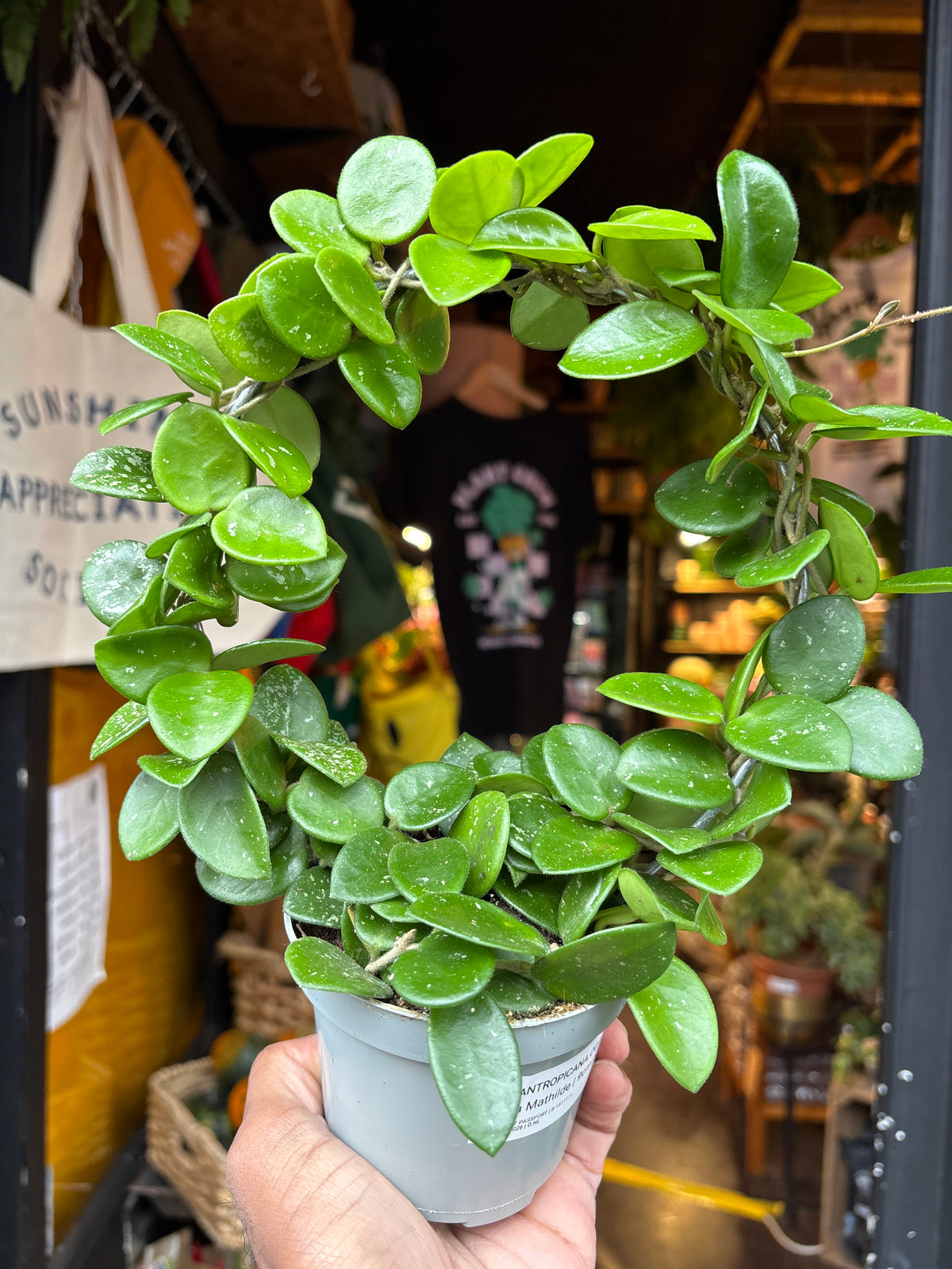 Hoya Mathilde in 9cm pot outside Urban Tropicana plant shop in Chiswick, London