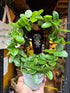 Hoya Mathilde in 9cm pot outside Urban Tropicana plant shop in Chiswick, London