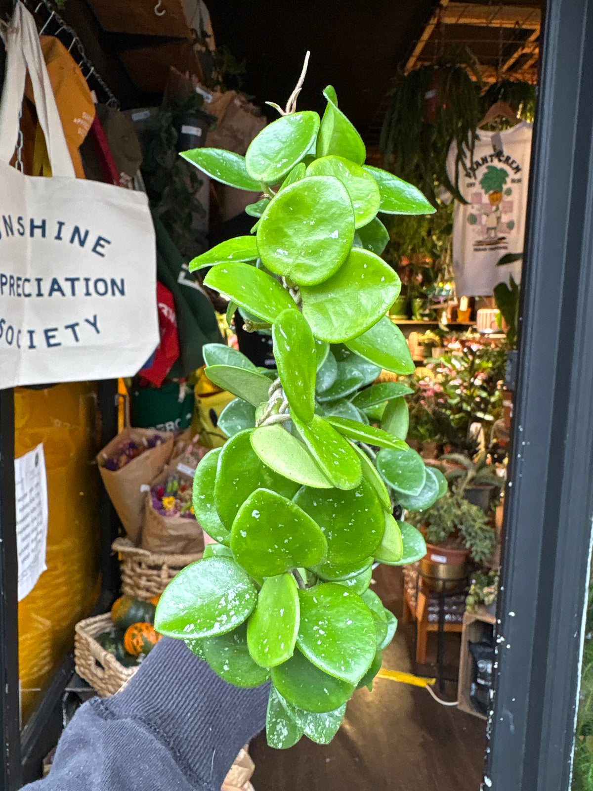 Hoya Mathilde in 9cm pot outside Urban Tropicana plant shop in Chiswick, London