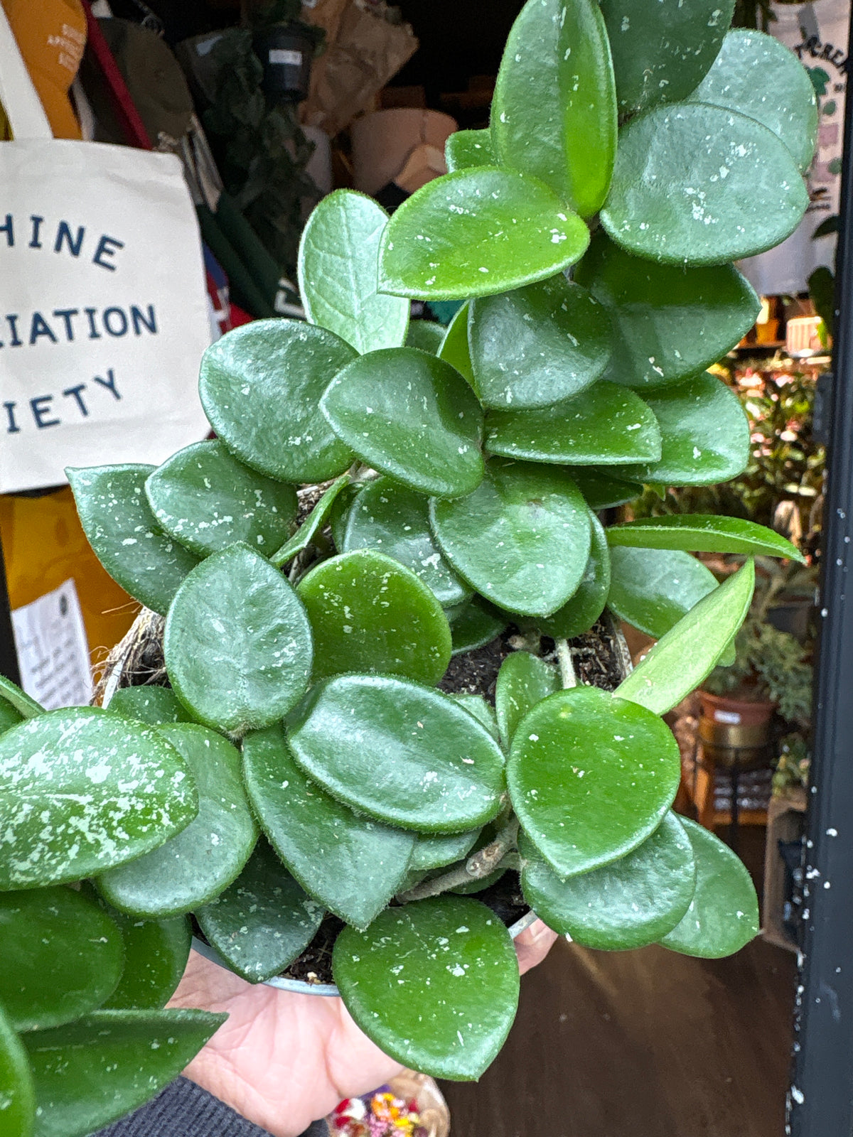 Hoya Mathilde in 9cm pot outside Urban Tropicana plant shop in Chiswick, London