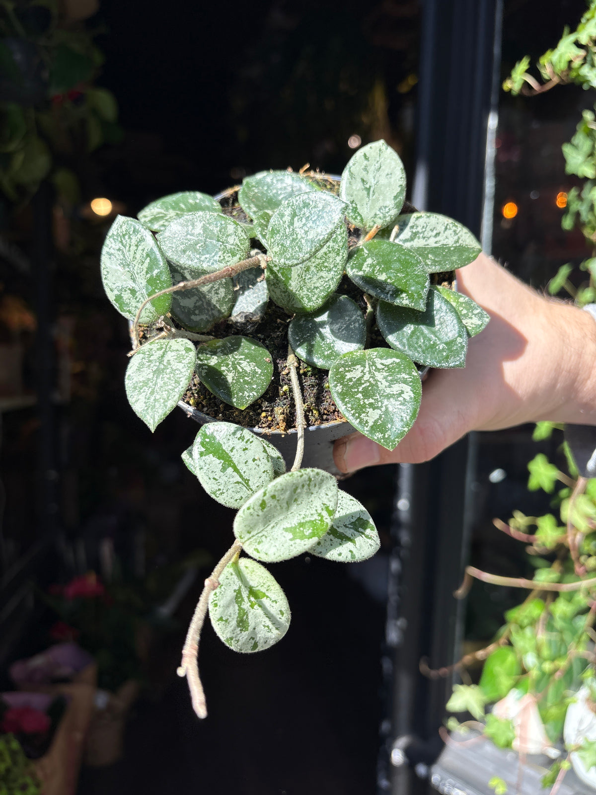 A Hoya Mathilde ‘Splash’ plant also known as a Wax Plant in front of Urban Tropicana’s Plant Shop in Chiswick London