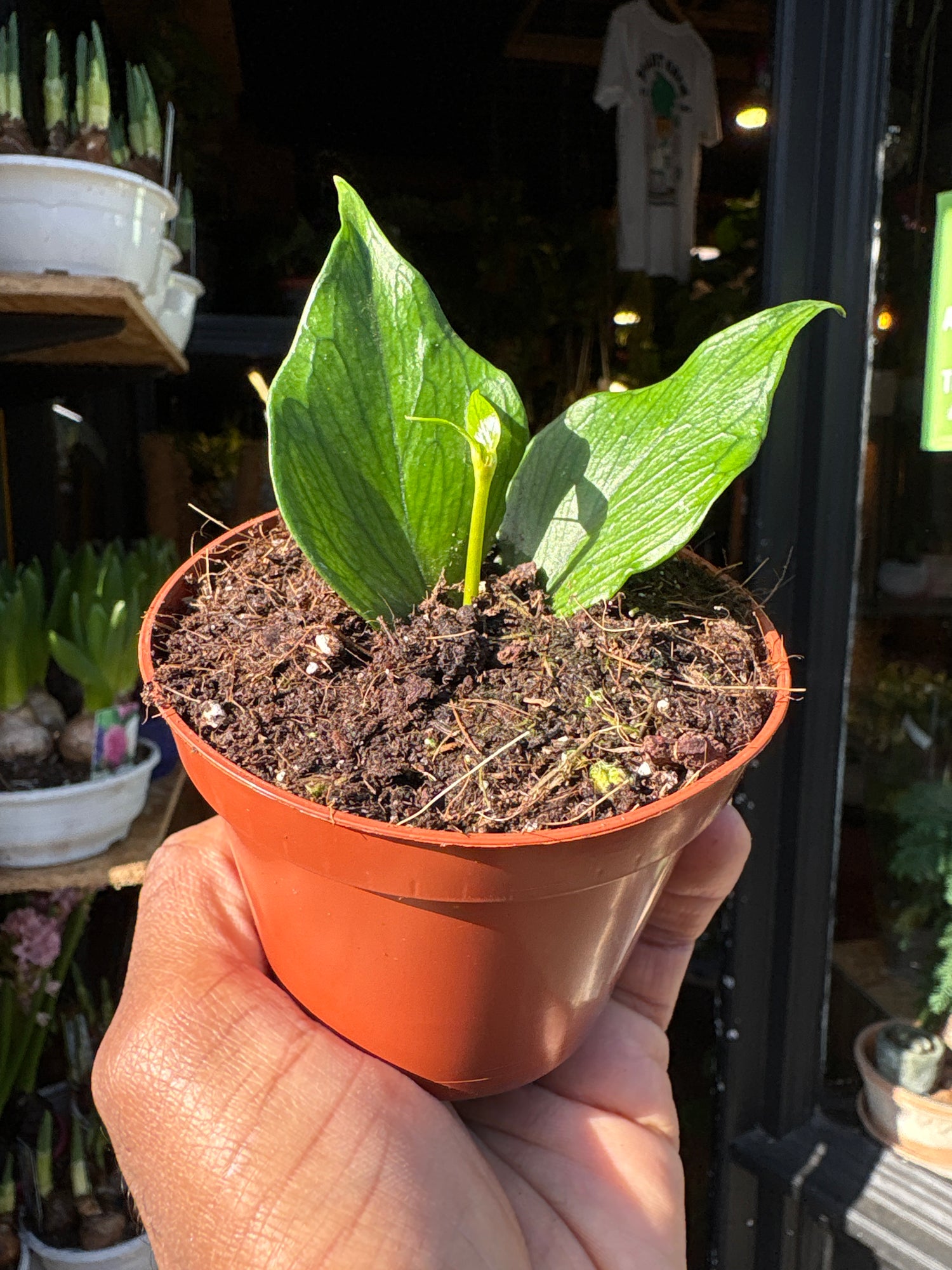 Hoya polyneura fishtail hoya plant with distinctive veined fishtail-shaped leaves growing in a nursery pot.