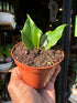 Hoya polyneura fishtail hoya plant with distinctive veined fishtail-shaped leaves growing in a nursery pot.