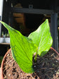 Hoya polyneura fishtail hoya trailing plant displayed at Urban Tropicana plant shop in Chiswick, London.