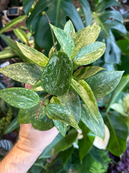 A Hoya Pubicalyx Splash plant in front of Urban Tropicana’s Plant Shop in Chiswick London