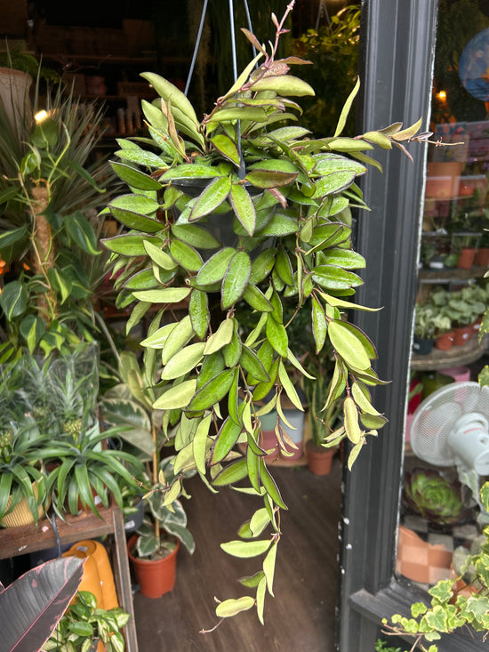 Hoya ‘Rosita’ in front of Urban Tropicana’s Plant Shop in Chiswick London