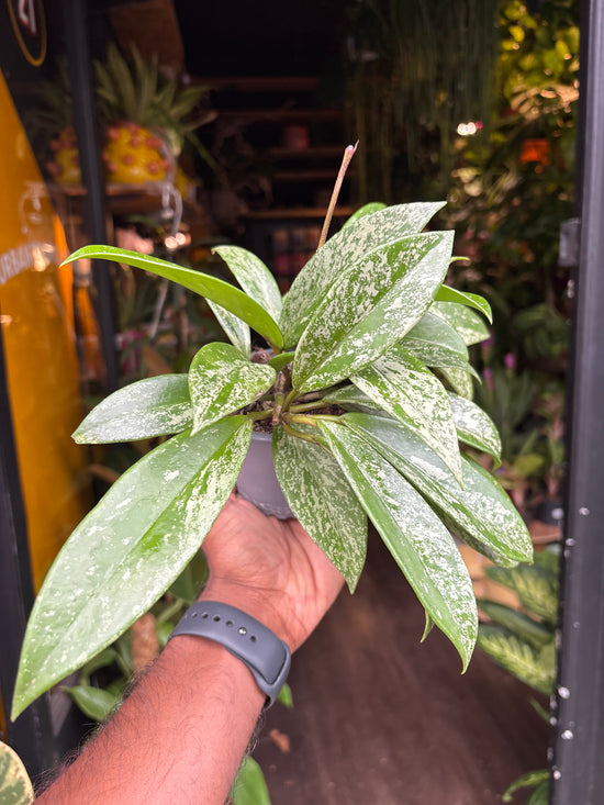 A Hoya Silverspot plant in front of Urban Tropicana’s Plant Shop in Chiswick London