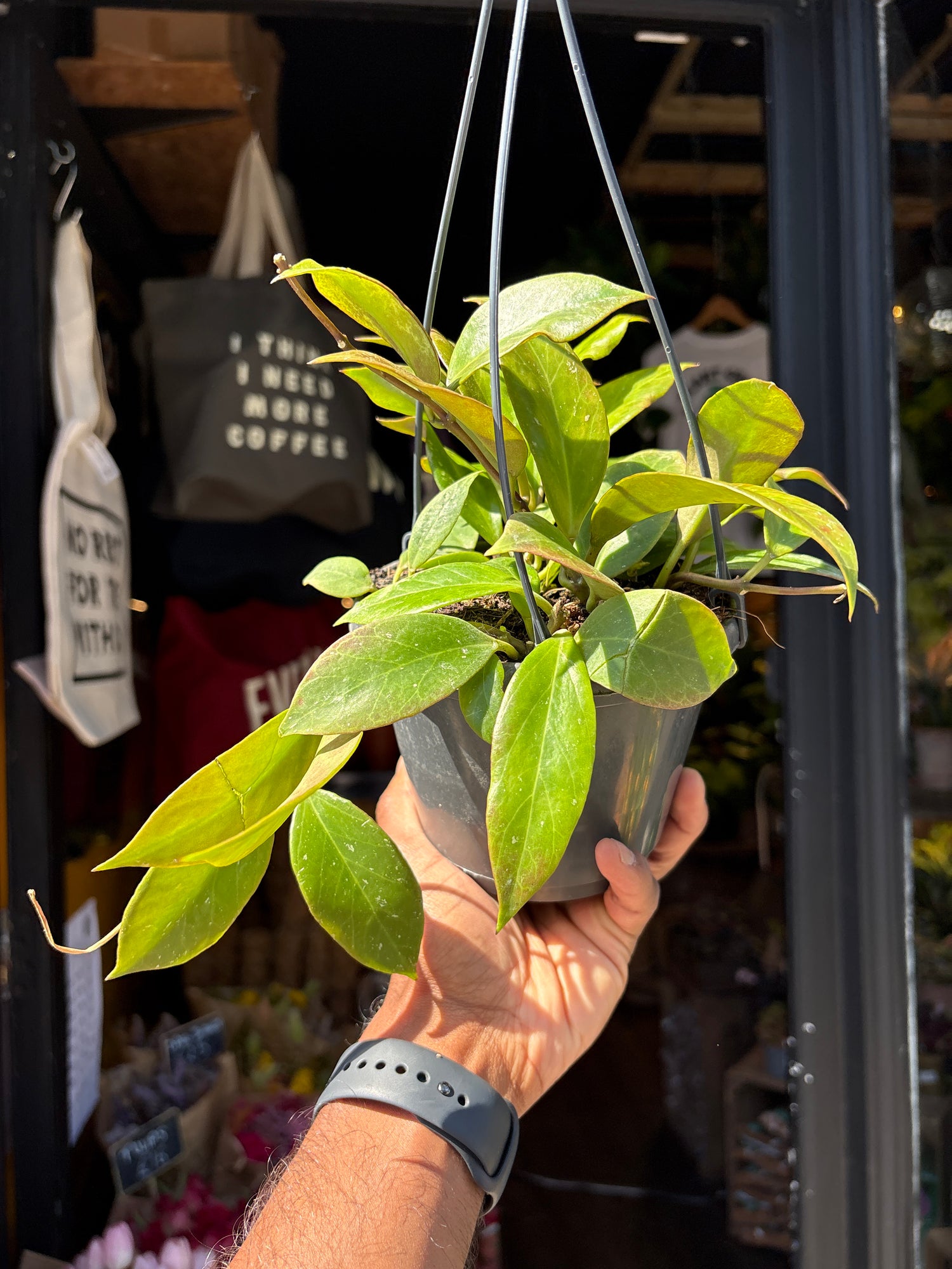 Hoya ‘Sunrise’ 14cm plant outside Urban Tropicana plant shop in Chiswick, London
